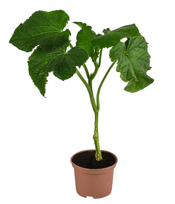 Schlangengurke – Bild 2