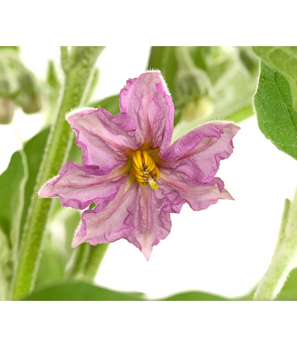 Pick-&-Joy® Aubergine Mit Früchten – Bild 4