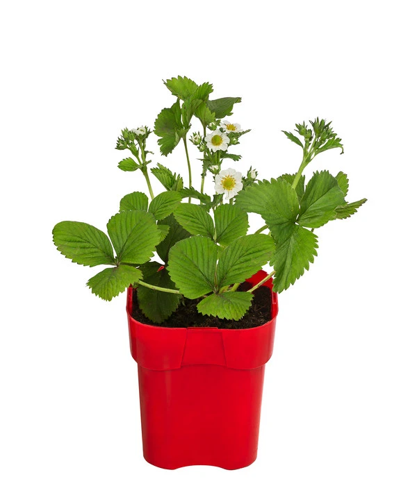 XXL Erdbeere 'Elsanta®'