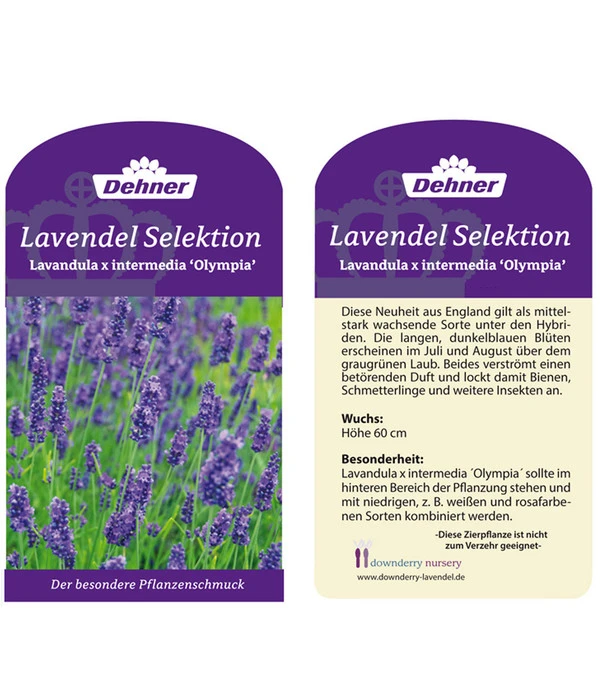 Lavendel 'Olympia' – Bild 3