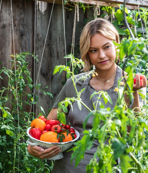 Ochsenherztomate 'Fleurette' – Bild 5